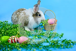 Rabbit on blue screen background. Spirit animal for Easter