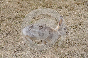 A rabbit bounding across the grass in spring photo
