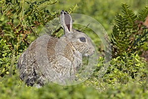 Rabbit in Bracken