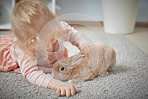 Rabbit breed pygmy rex lies on the carpet in the room next to the girl mistress of the animal.