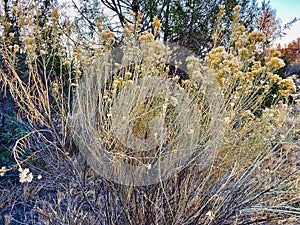 Rabbit Brush After Killing Freeze