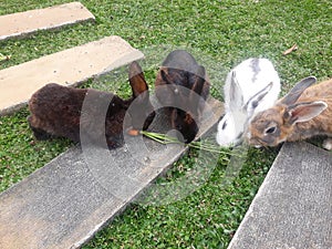 Rabbit bunny cigwa cisarua green world adventure bogor indonesia