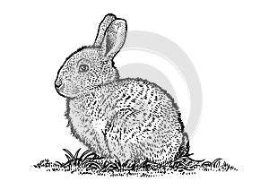 Rabbit, bunny illustration, easter, drawing, engraving, line art