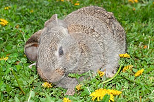 Rabbit bunny little hare among grass smelling yellow dandelions flowers