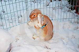 Rabbit bunny winter snow dwarf lop outdoor cold weather rabbits playing in garden animal pet animals pets cute