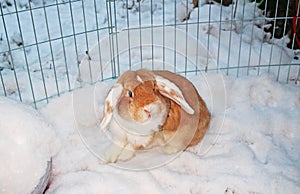 Rabbit bunny winter snow dwarf lop outdoor cold weather rabbits playing in garden animal pet animals pets cute