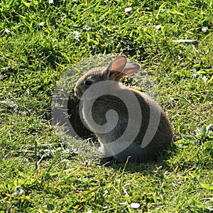 Rabbit by burrow