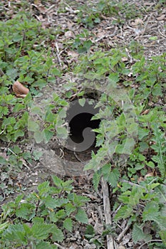 Rabbit burrow n a field.