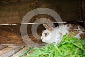 rabbit in a cage