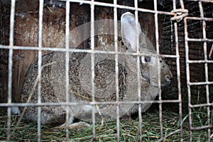 Rabbit in a cage