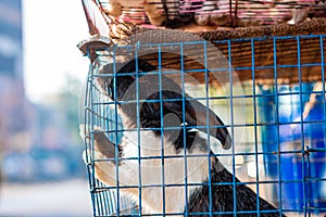 Rabbit on a Cage. Animals in captivity background