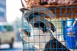 Rabbit on a Cage. Animals in captivity background