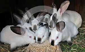 Rabbit Californian breed