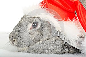 Rabbit in cap of Santy