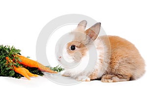 Rabbit and carrots