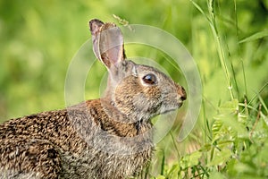 Rabbit at Cary Institute of Ecological Studies