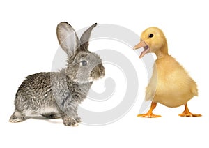 Rabbit and chick