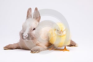 Rabbit&chick, springtime colorful bright theme