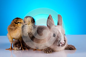 Rabbit&chick, springtime colorful bright theme