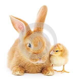 Rabbit and chicken