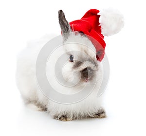 A rabbit in a christmas cap