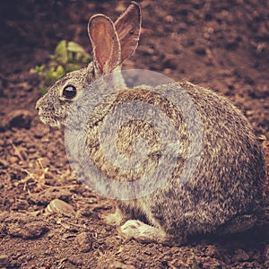 Rabbit photo