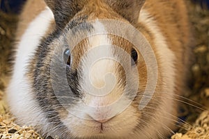 Rabbit close-up portrait