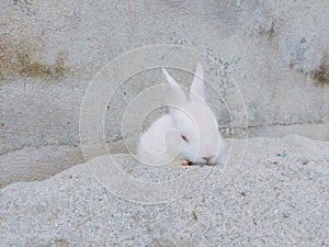 Cute Baby Rabbit. Adorable Newborn baby White Rabbit