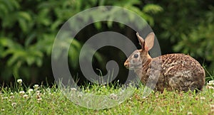 Rabbit in the clover on R