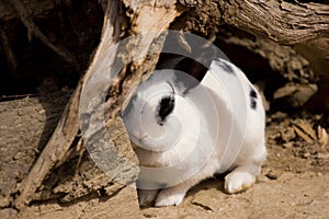 Rabbit coming out of hiding