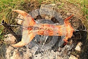 Rabbit cooked on opened fire