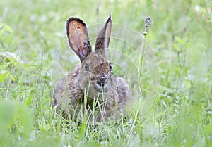 A Rabbit covered in engorged black-legged ticks or deer ticks on an early summer morning in the grass in Ottawa, Canada