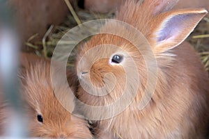 Rabbit with cute baby