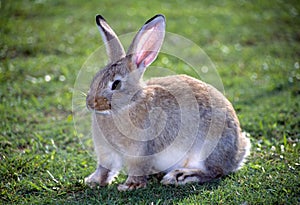 Rabbit photo