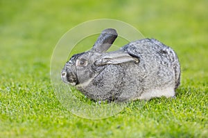 Rabbit. Cute rabbit bunny on the lawn in the garden