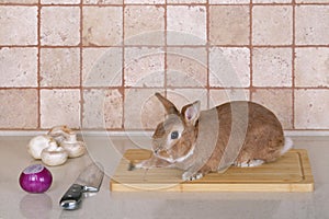 Rabbit on the cutting Board