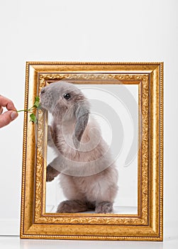 Rabbit decorative gray in a gold frame frame.