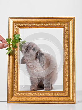 Rabbit decorative gray in a gold frame frame.