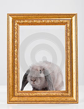 Rabbit decorative gray in a gold frame frame.