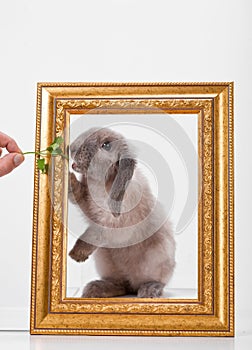 Rabbit decorative gray in a gold frame frame.