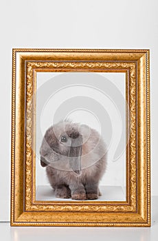 Rabbit decorative gray in a gold frame frame.
