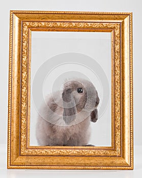 Rabbit decorative gray in a gold frame frame.