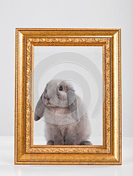 Rabbit decorative gray in a gold frame frame.