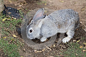 A rabbit digging a hole