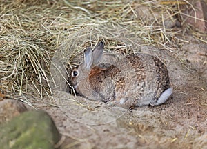 The rabbit digs a hole near a pile of dry hay. Pet.