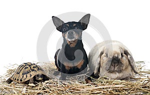 rabbit, dog and turtle in studio