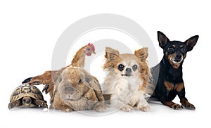 rabbit, dogs and chicken