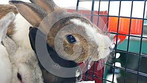 Rabbit drink water