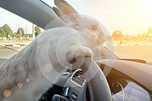 Rabbit drives a car, he is at the driver seat behind the steering wheel. Hare driver.. White Easter bunny rides to give gifts.