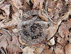 Rabbit droppings photo